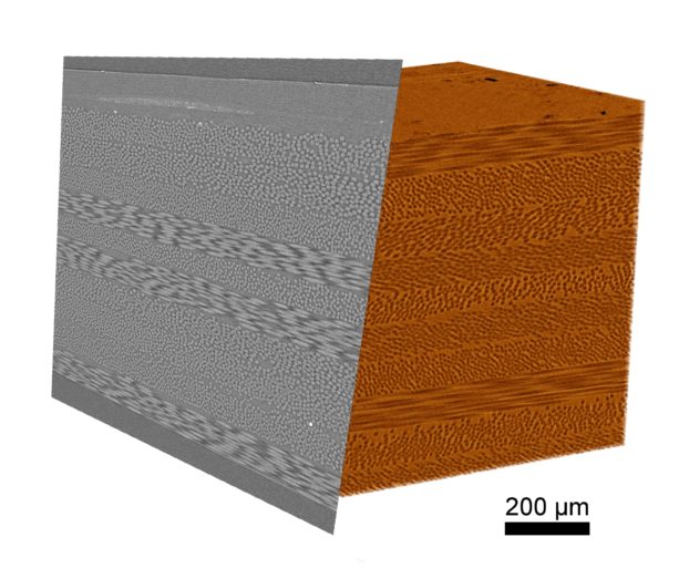 ZEISS Context microCT