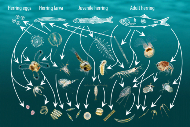 Plankton Food Web