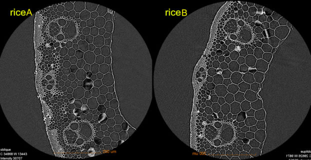 Cross section of rice stem