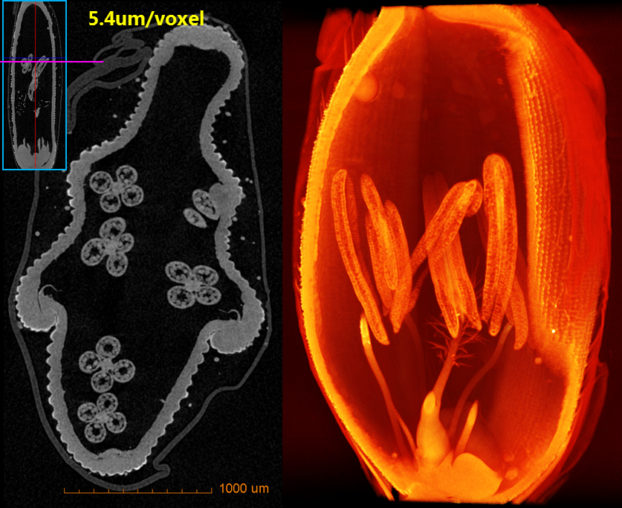 imaging result of rice flower