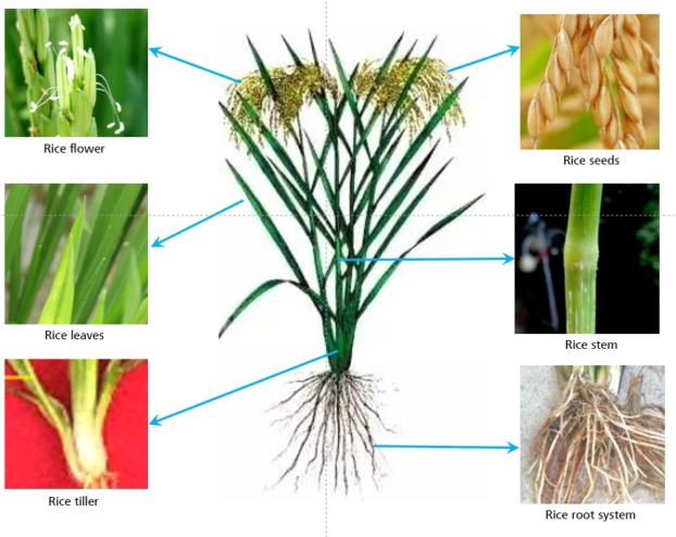 Rice research with X-ray microscopy