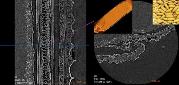 Glume of rice seeds