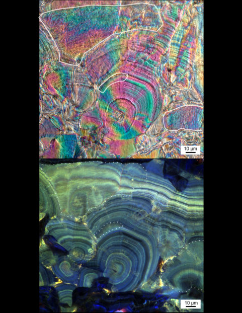 Dissolution of COM crystals via Mimetic Replacement (encircled areas in circular polarization image (top) and corresponding Airyscan Superresolution image (bottom). Note at the dotted lines the high frequency layering is dissolved and mimetically replaced at Angstrom level. Image provided by Mayandi Sivaguru, Jessica Saw and Bruce Fouke.