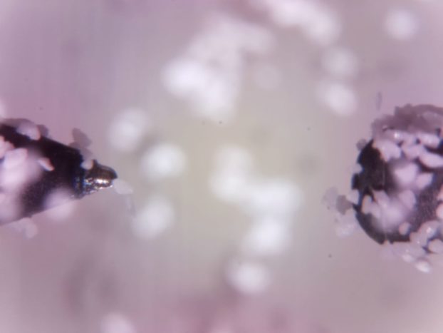 One of the first images that the team in Frankfurt received from the International Space Station (ISS). It shows the two electrodes and the dust particles.