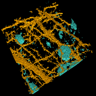 Neuron Segmentation Workflow