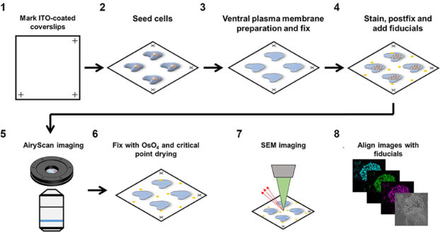 ZEISS Airyscan and SEM correlative imaging pipeline