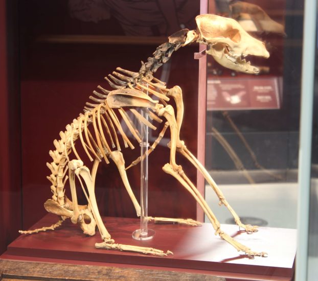 Dog Skeleton in Carpenter Showcase - (©Mary Rose Trust)