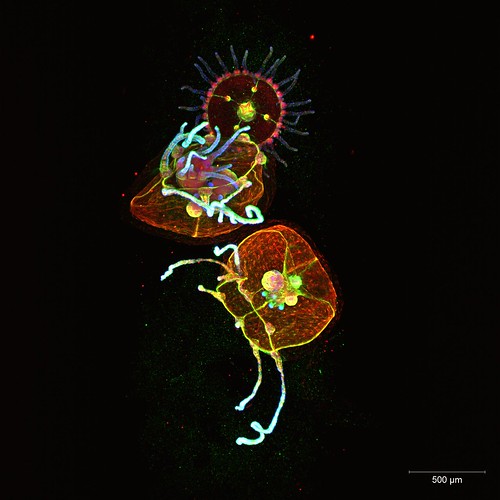 Cnidaria, MultiView Light Sheet Microscopy (4 of 4)