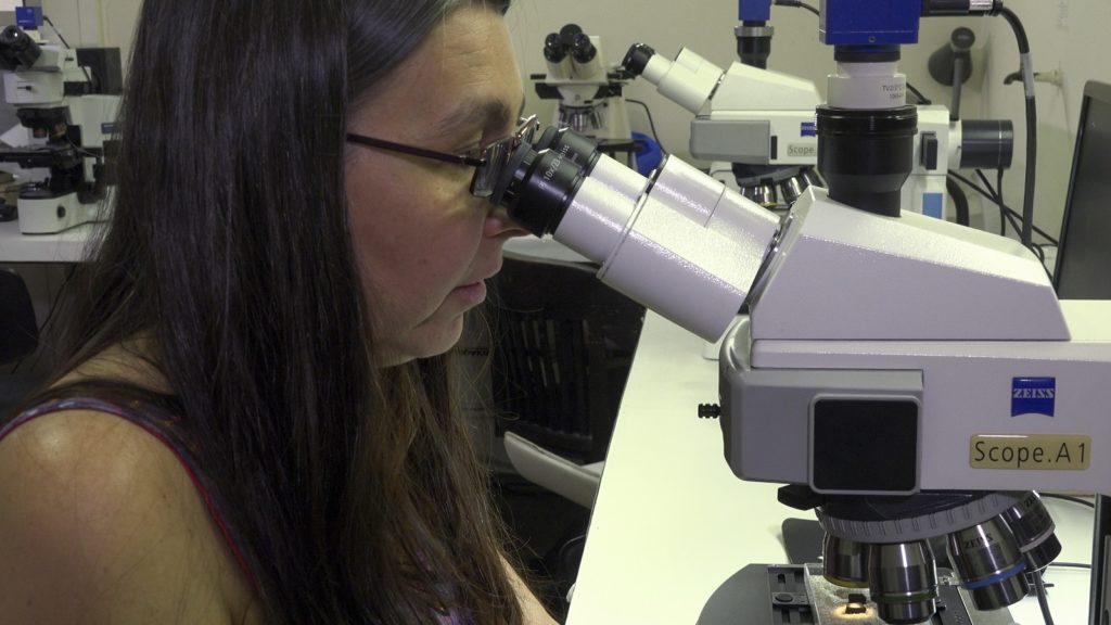 Rita Scheel-Ybert at microscope