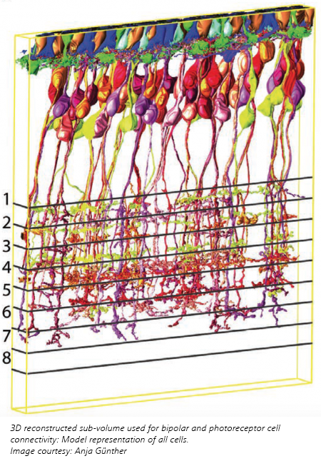 3D Avian Retina Cells Visualization