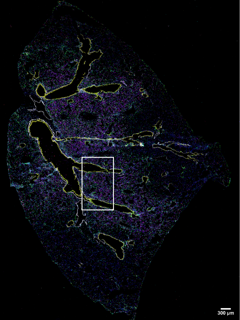 Mouse Lung Imaged with 37 antibody codex panel