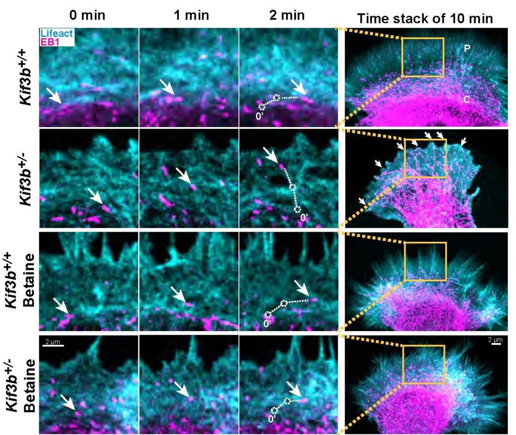 Double-color time-lapse recording of microtubule invasion from the C- into the P-domains of lamellipodia in EB1-YFP-expressing (corresponding to microtubule plus ends, Magenta) and Lifeact-mRuby-transgenic (corresponding to F-actin, Cyan) hippocampal neurons of the indicated conditions at DIV1 with or without administration of 500 μM betaine, which are represented by the time lapse sequence (Left three columns), time stacks during 10 min (Right column). Scale bar, 2 μm. Arrows, movements of typical puncta of microtubule plus ends. Note that the microtubule plus ends tended to be excluded from the P domain but the Kif3b+/- neurons, where they specifically invaded into the P domain of the lamellipodia. Imaged using confocal microscopy.