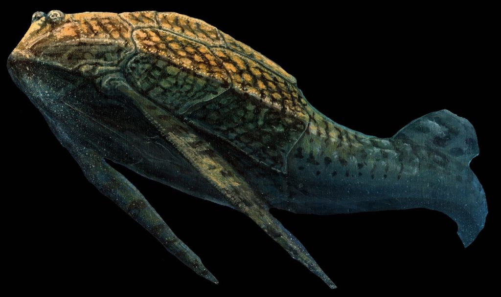 Bothriolepis was a widespread, abundant and diverse genus of antiarch placoderms that lived during the Middle to Late Devonian period of the Paleozoic Era. Image credit artist Brian Engh - dontmesswithdinosaurs.com