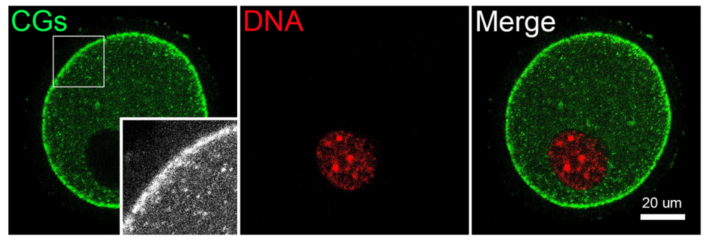 Distribution of cortical granules (CGs) in mouse oocyte. Mouse oocyte at GV (germinal vesicle)  stage was stained with LCA (lens culinaris agglutinin)-FITC to show the CGs (cortical granules, green),  and counterstained with PI (propidium iodide) to visualize the nucleus (red). Image acquired with ZEISS LSM 900. Courtesy of B. Xiong, College of Animal Science and Technology, Nanjing Agricultural University, China.