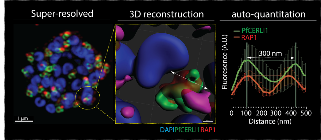 Super-resolved and 3D reconstructed malaria merozoite rhoptries stained with antibodies to RAP1 and PfCERLI1 protein and their respective location/size within the rhoptry organelle. Image acquired with ZEISS LSM 800 with Airyscan. Courtesy of S. Froelich, Malaria Biology (Wilson) Laboratory, Research Centre of Infectious Diseases, the University of Adelaide, Australia