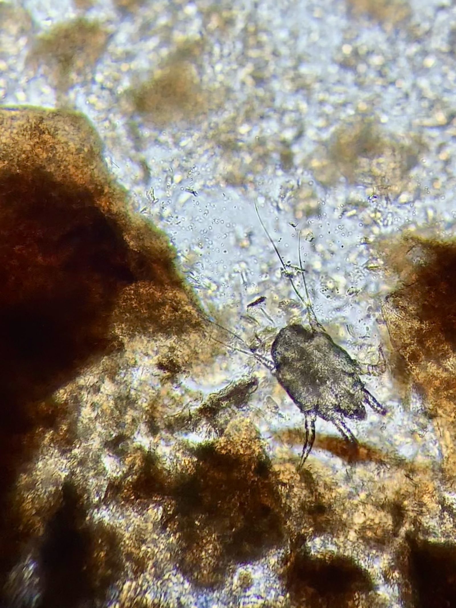 Ear mite