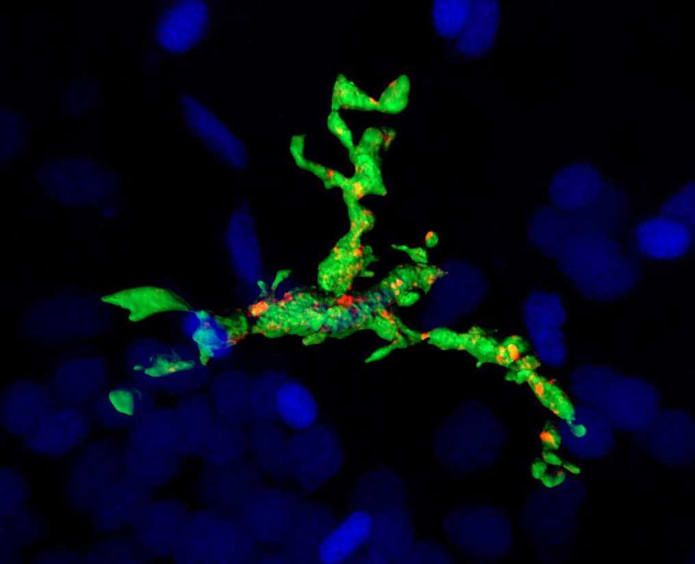 Microglia uptake of synaptic proteins within the zebrafish hindbrain at 28 days post fertilization (dpf). Zebrafish microglia; mpeg-GFP (Green), presynaptic marker; SV2 (Red), and DNA (Blue). Acquisition was done with a ZEISS LSM 800 with a 63x objective and 3D reconstruction in Imaris.