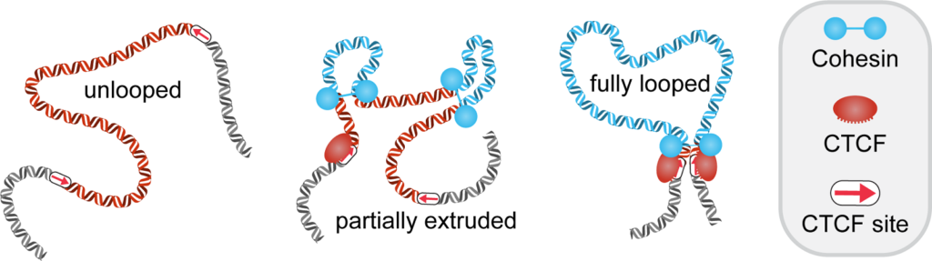 Diagram of CTCF/cohesin mediated DNA loop